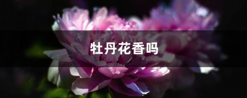 牡丹花香吗（附不同颜色品种花香的介绍）