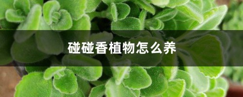 碰碰香植物怎么养