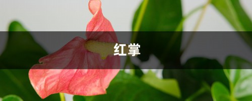 红掌怎么养？这么养花朵艳丽叶子鲜亮！