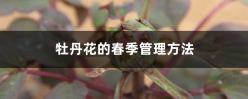 牡丹花的春季管理方法