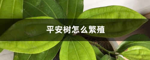 平安树怎么繁殖